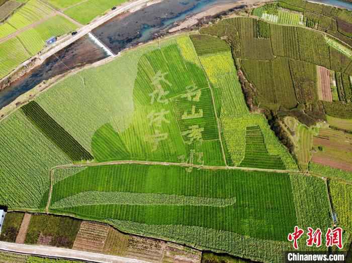 油菜田中的艺术字图案 龙志华 摄 皖南油菜田“艺术性规划”长出新风景